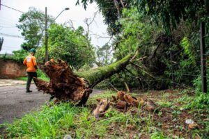 tree removal safety